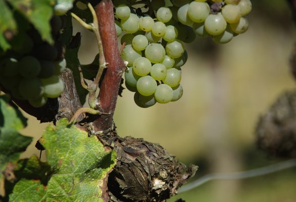 Vineyard audit and evaluation