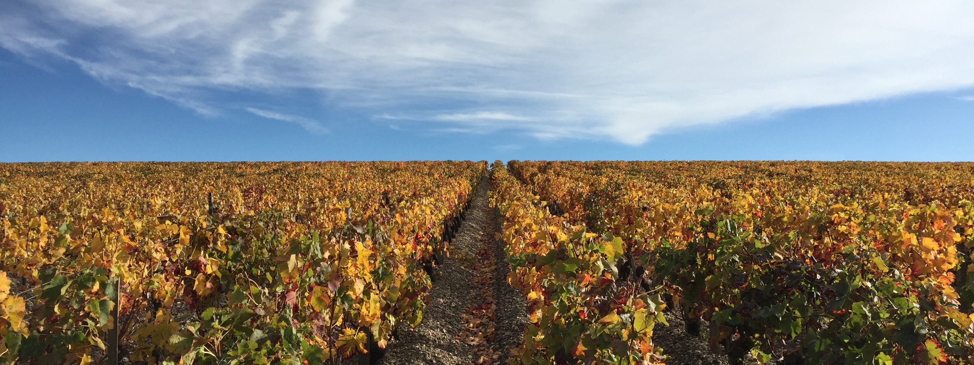 A comprehensive service for vineyard buyers